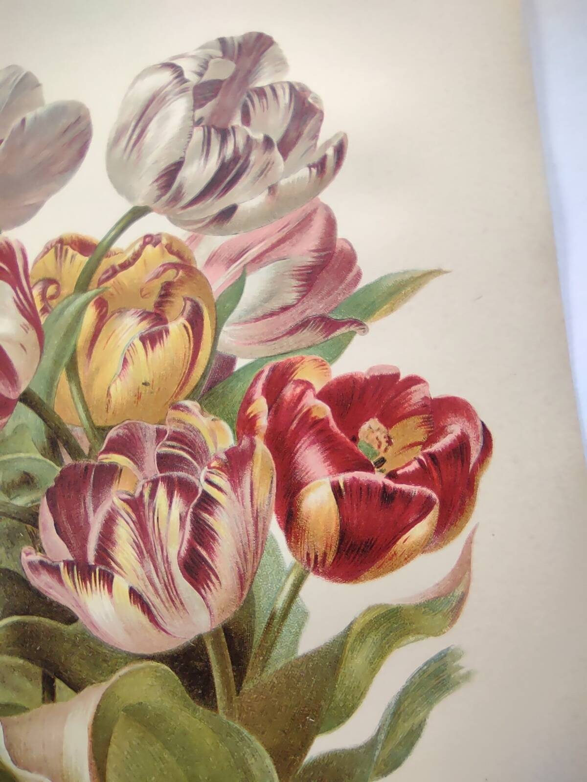 Botanical flower engraving 1899 by Élisa Champin - Tulips - Old print