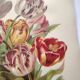 Botanical flower engraving 1899 by Élisa Champin - Tulips - Old print