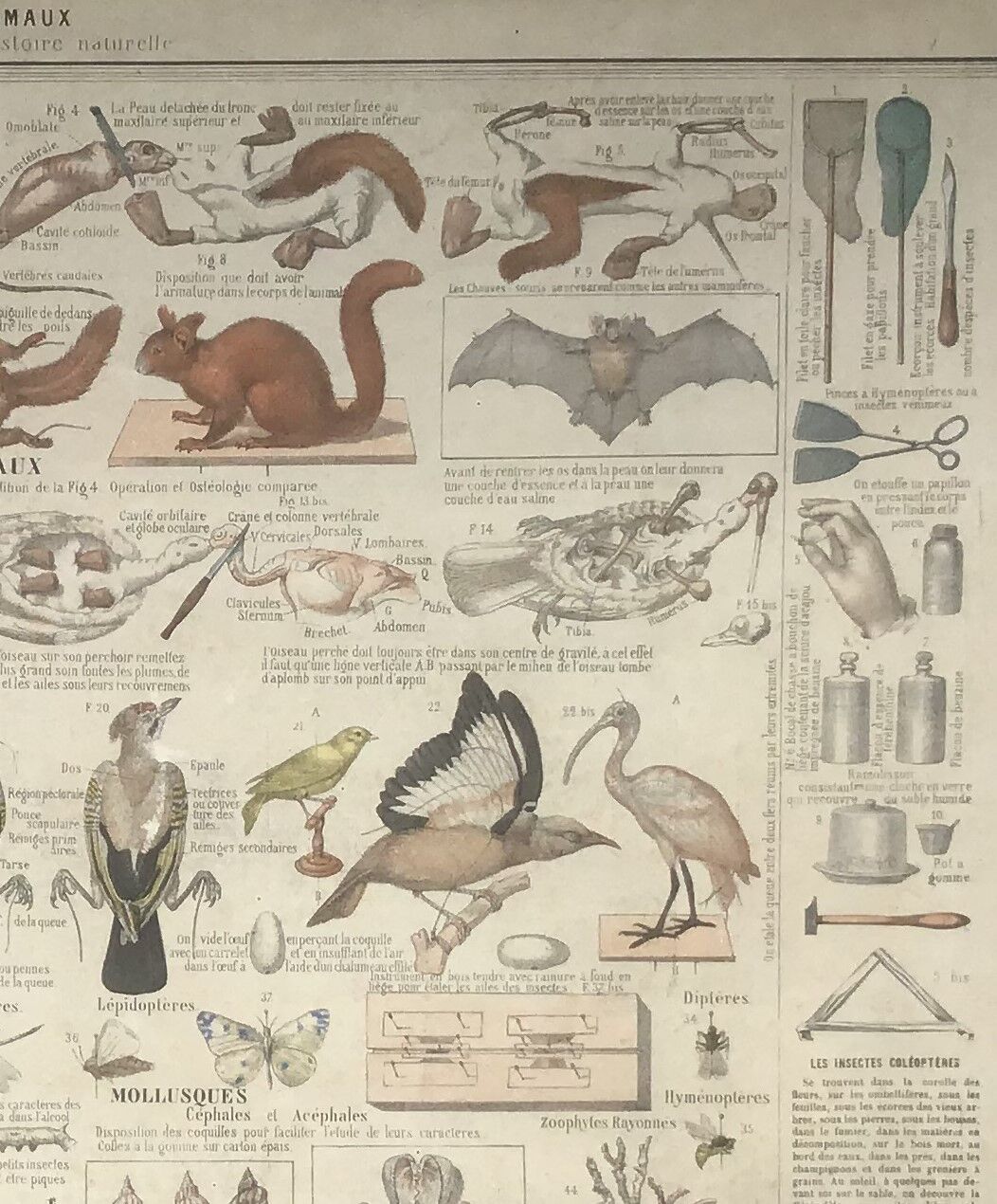 Bouasse-Lebel educational plank at the end of the 19th century Table of the Zoology Preparer Art to stuff