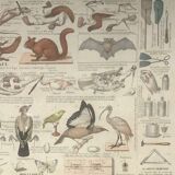 Bouasse-Lebel educational plank at the end of the 19th century Table of the Zoology Preparer Art to stuff