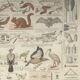 Planche pédagogique Bouasse-Lebel fin XIXème  Tableau du préparateur de zoologie Art d'empailler