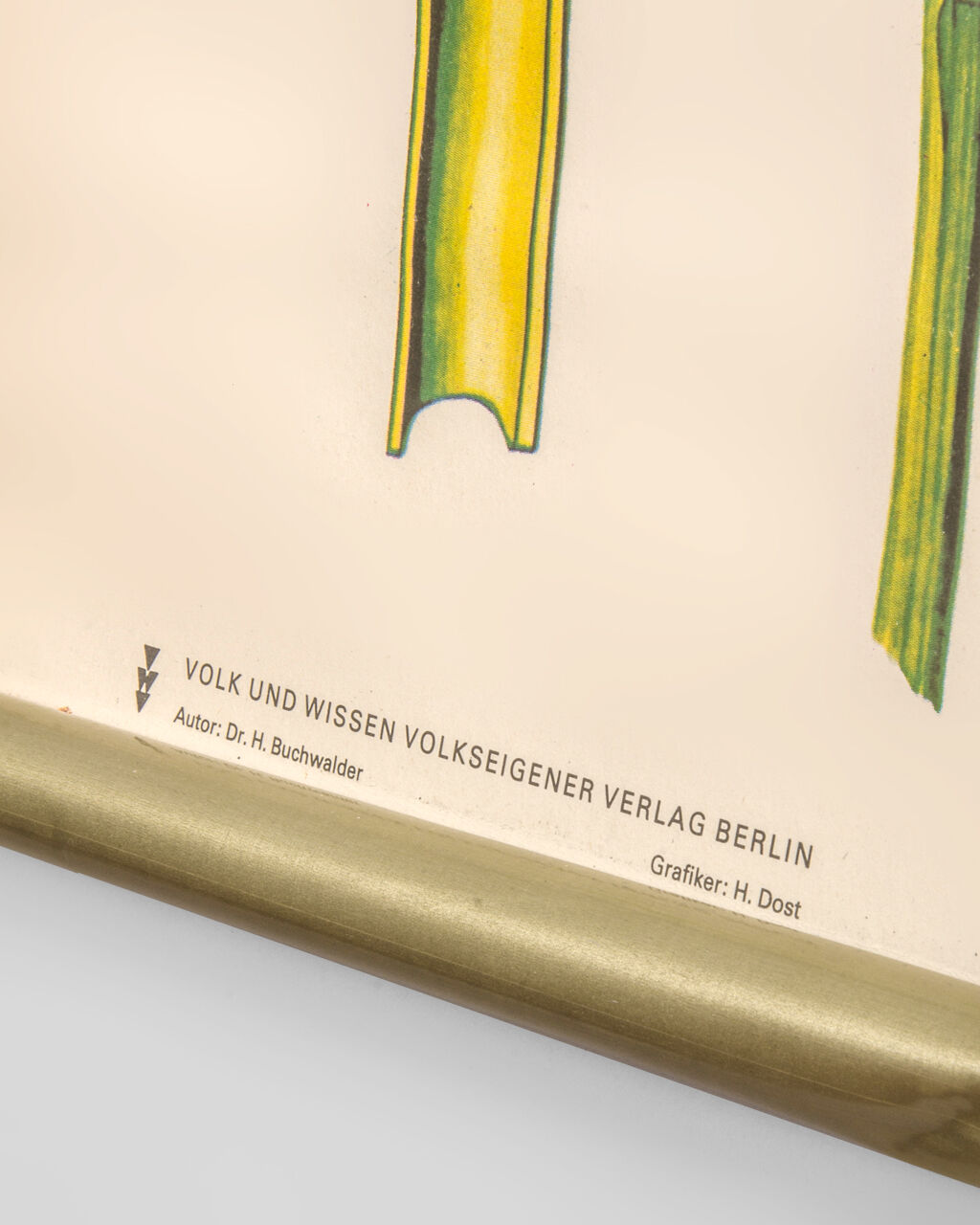 Affiche botanique Volk Und Wissen Volkseigener Verlag