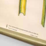 Affiche botanique Volk Und Wissen Volkseigener Verlag