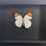 Papillon encadré