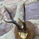 Set of 24 ancient hunting trophies cabinet of curiosities