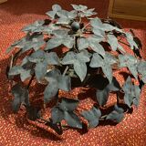 Chaumette Lustre - Regency style floral wall lamp