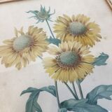 Pair of flower engravings by P.J. Redouté