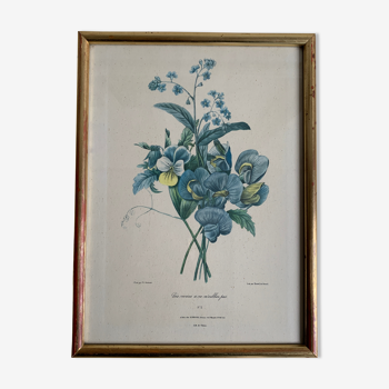 Lithograph P. J Redouté