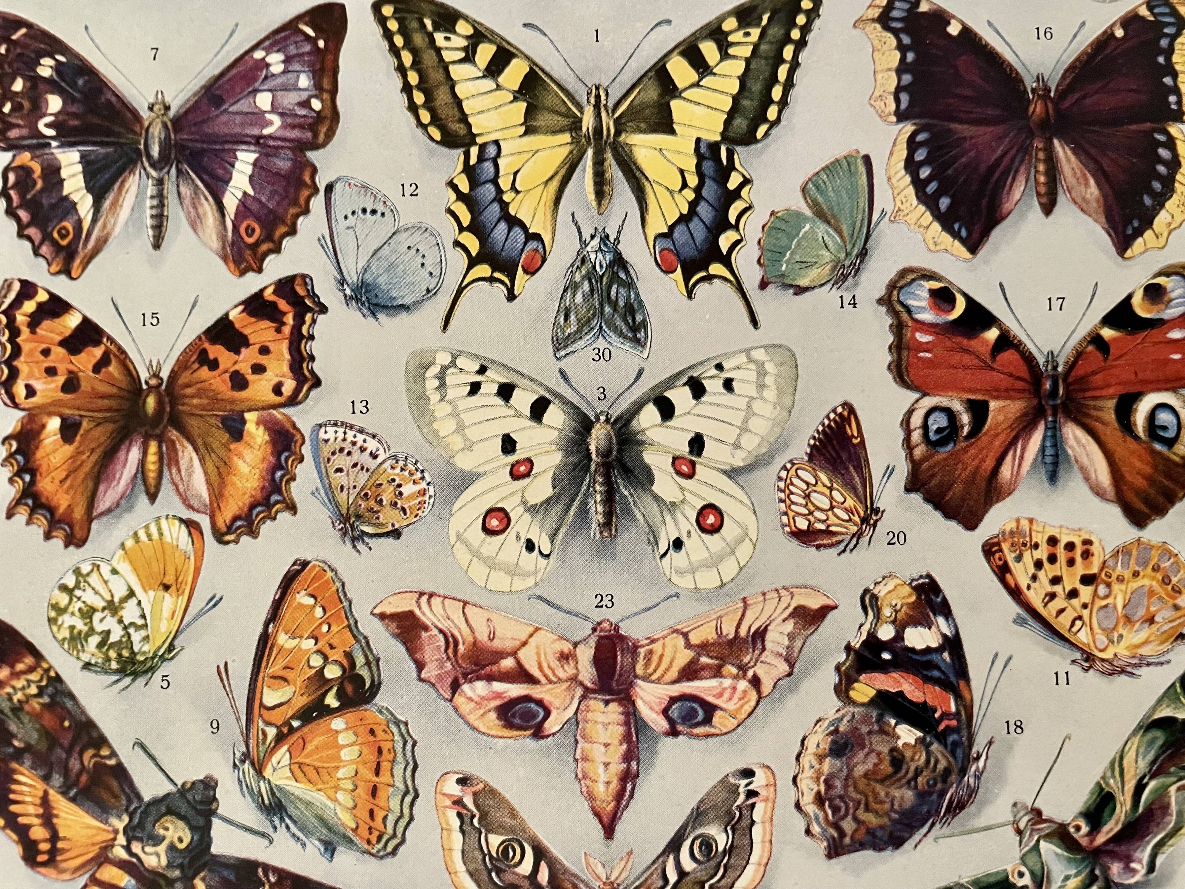 Lithograph on butterflies (Europe) - 1920