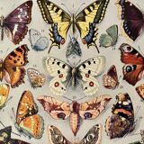 Lithograph on butterflies (Europe) - 1920
