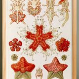 Poster about starfish, based on an old lithograph from 1904.