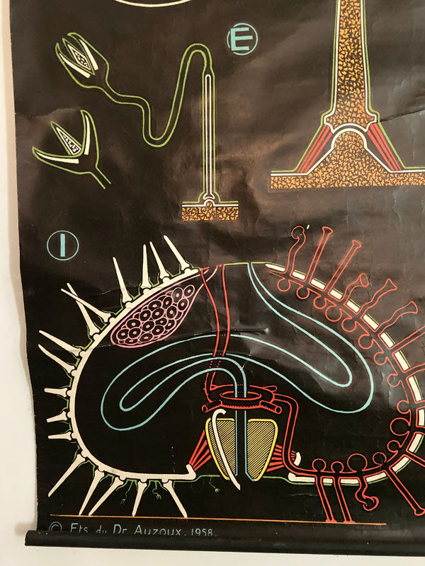 Dr. Auzoux's pedagogical poster - The Urchin - 1958