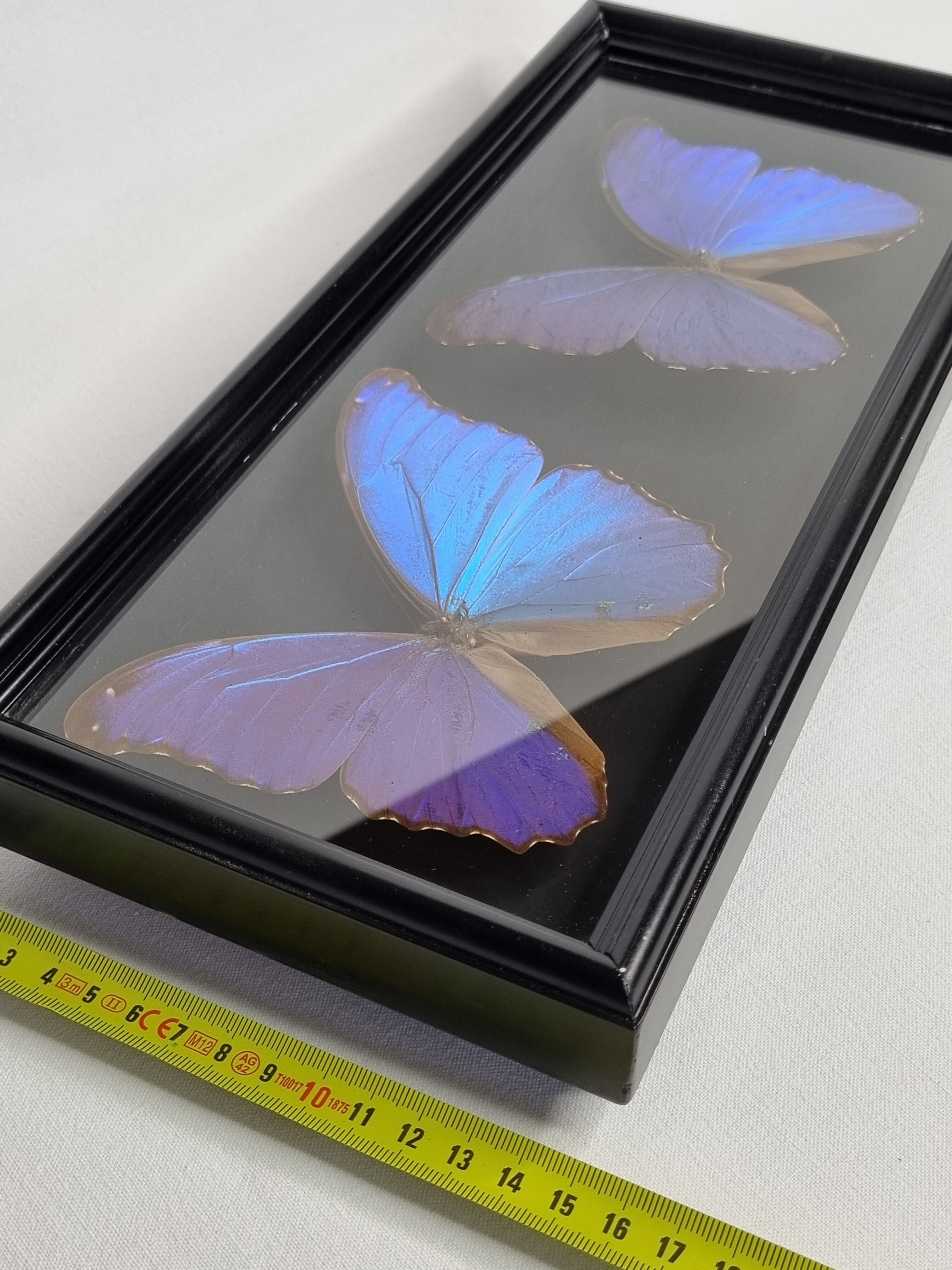 Stuffed butterflies, composition framed under glass, 35 cm