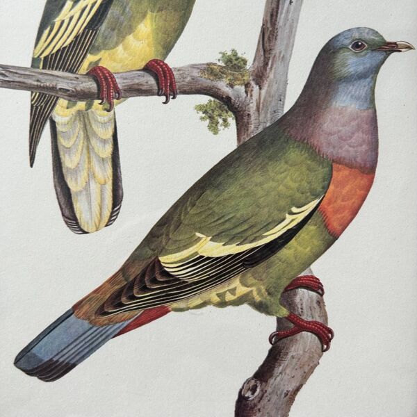 Cadre en rotin et planche ornithologique