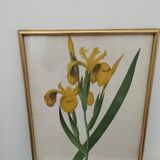 Old painting on the iris