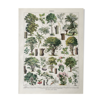 Old illustration Millot "Trees"
