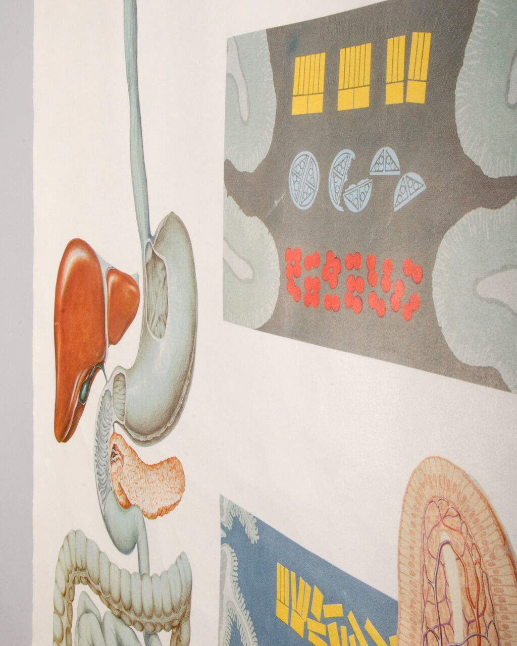 Anatomy Poster from the Deutsches Hygiene Museum Dresden, 1970s