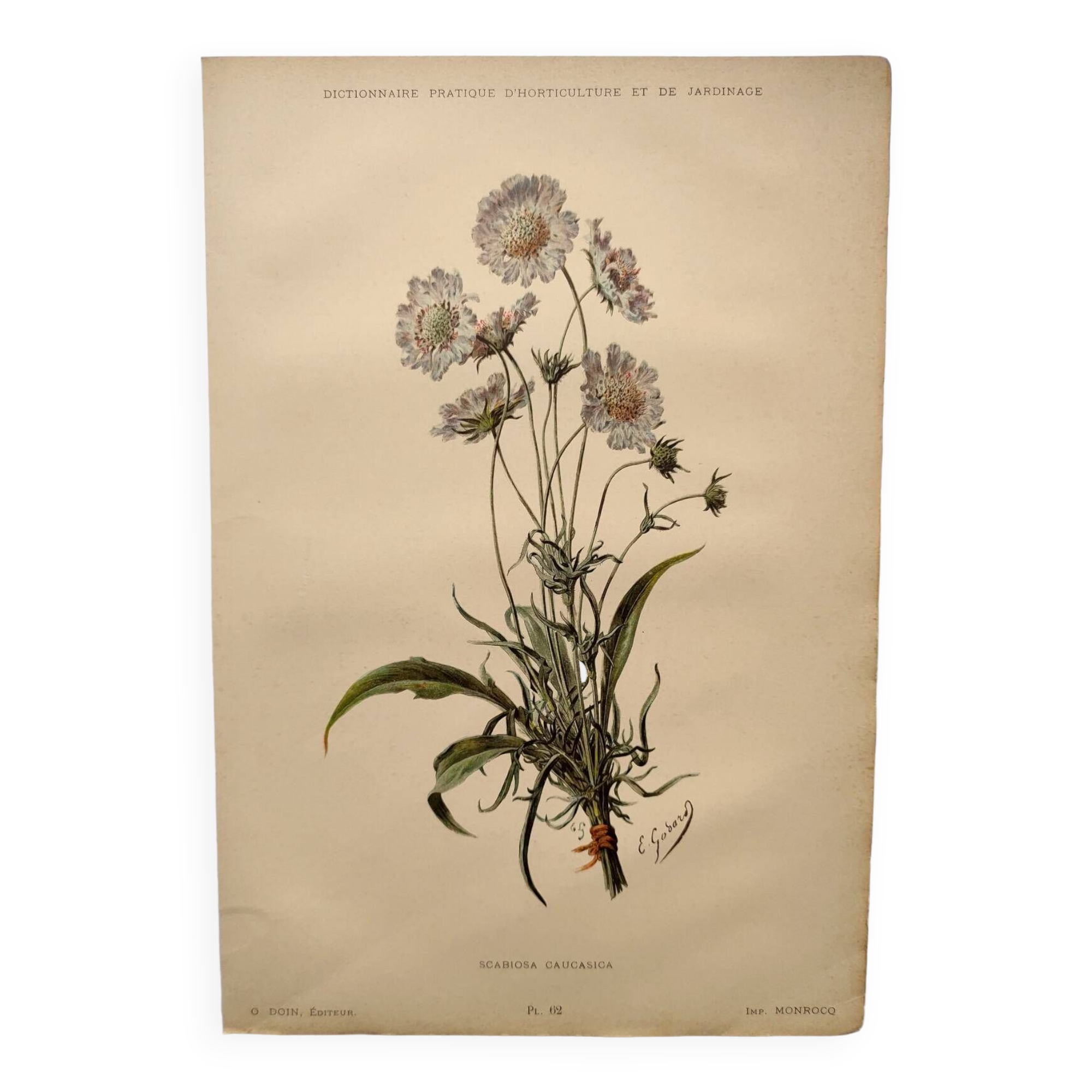 Botanical engraving from 1897 - Bouquet of Scabieuse - Old original flower plate by E.Godart