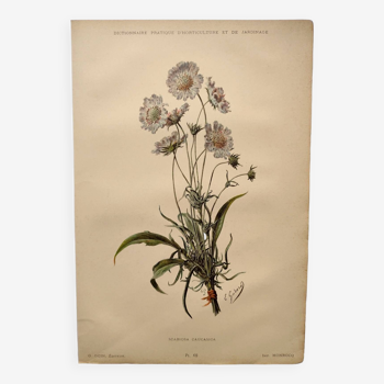 Botanical engraving from 1897 - Bouquet of Scabieuse - Old original flower plate by E.Godart