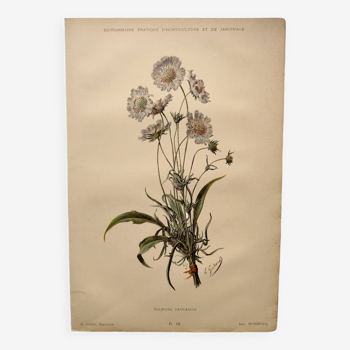 Gravure botanique "Bouquet de Scabieuse" de E.Godart, 1897