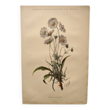 Botanical engraving from 1897 - Bouquet of Scabieuse - Old original flower plate by E.Godart