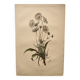 Botanical engraving from 1897 - Bouquet of Scabieuse - Old original flower plate by E.Godart
