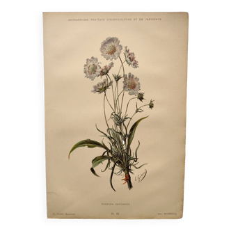 Botanical engraving from 1897 - Bouquet of Scabieuse - Old original flower plate by E.Godart