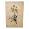Botanical engraving from 1897 - Bouquet of Scabieuse - Old original flower plate by E.Godart
