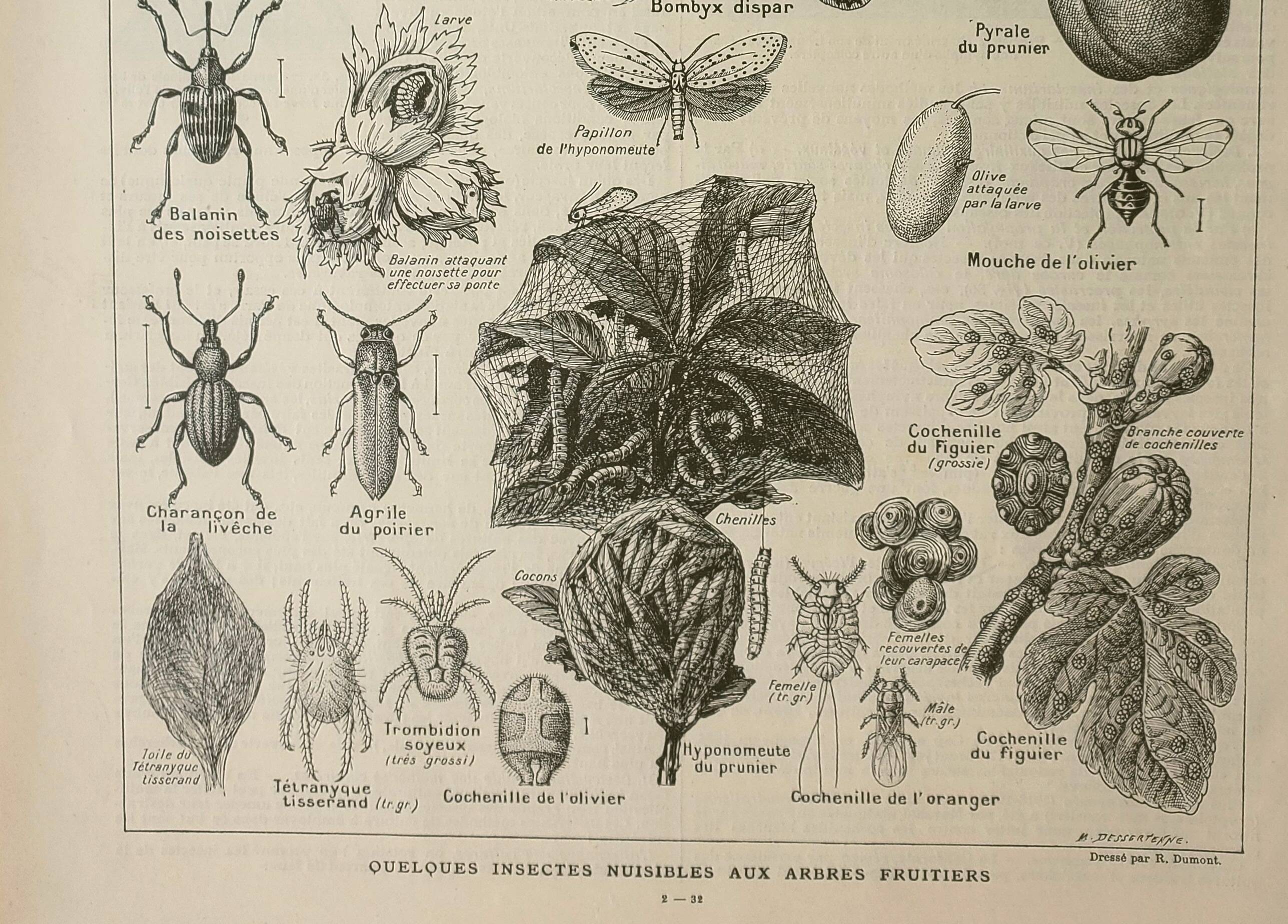 Old engraving 1922 M. Dessertenne - Insects "harmful" to trees