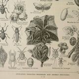 Old engraving 1922 M. Dessertenne - Insects "harmful" to trees