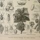 Old engraving 1922 M. Dessertenne - Insects "harmful" to trees