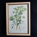 Botanical plate