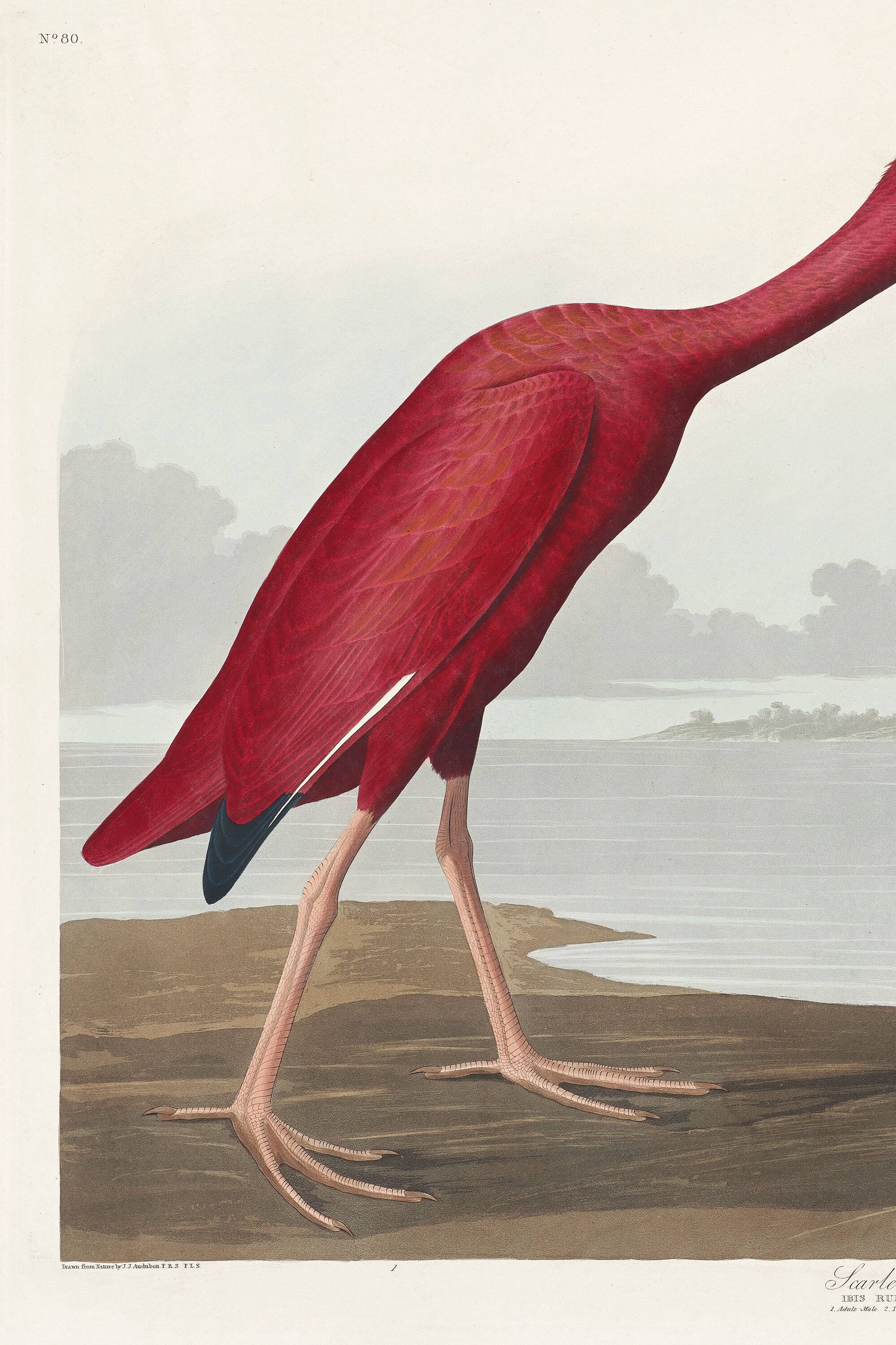 Poster about the scarlet ibis, based on an old engraving from 1827.