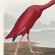 Affiche sur l’ibis rouge, d’après une gravure ancienne de 1827.