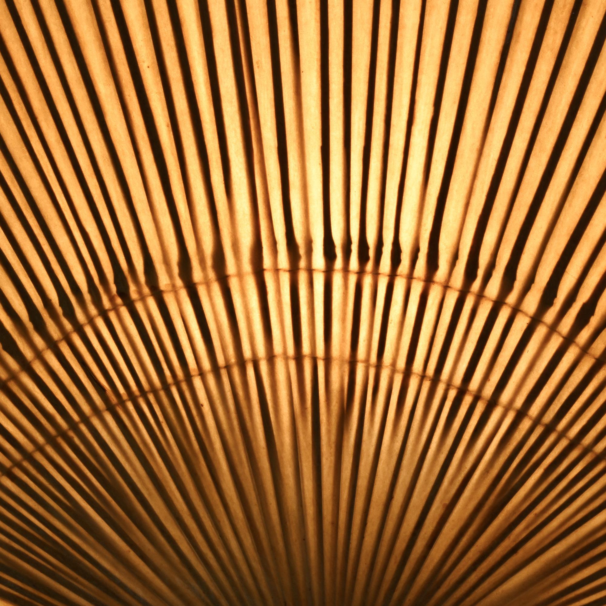 Uchiwa II Wall Lights, Ingo Maurer, Design M, 1973