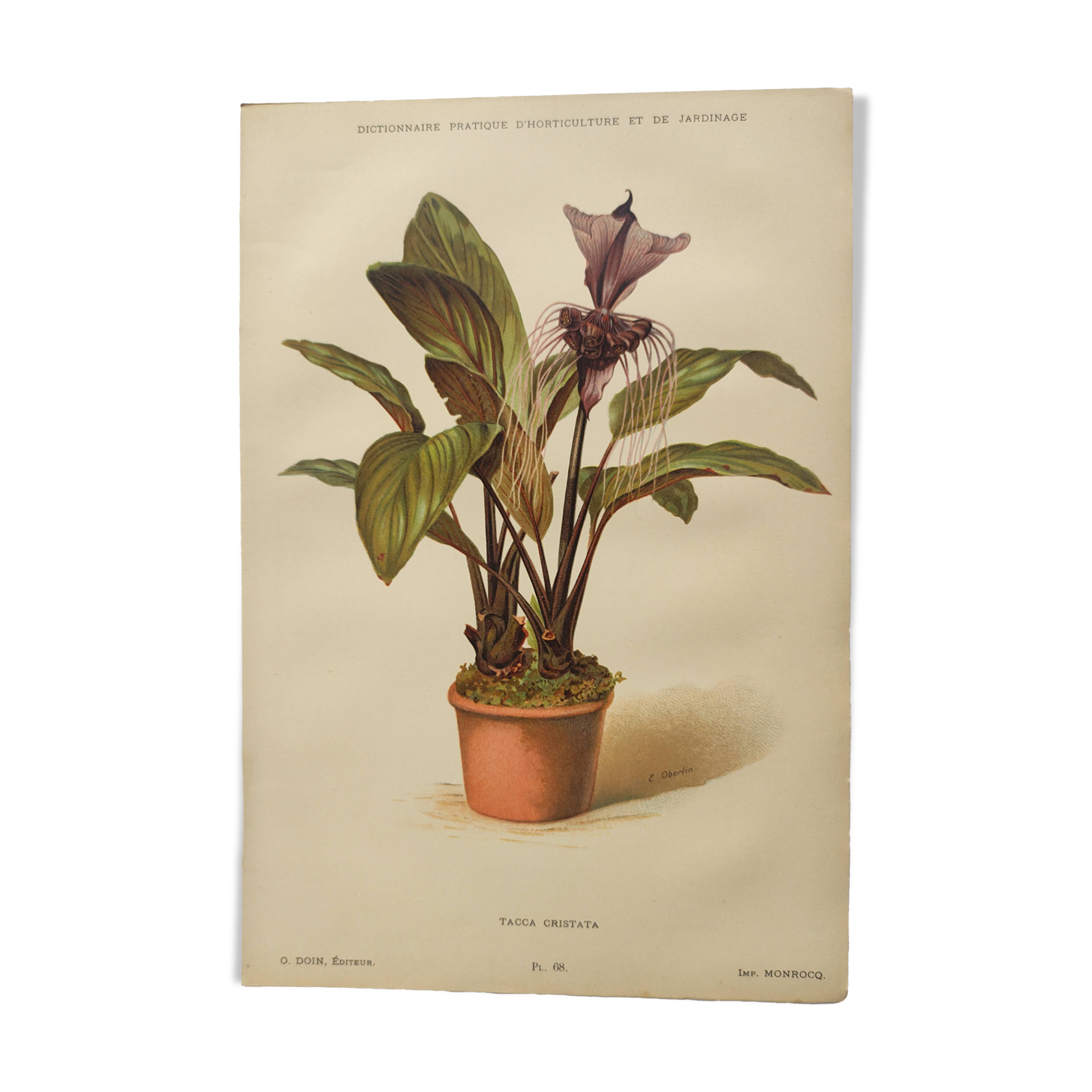 Antique botanical engraving from 1897 - Tacca Cristata - Plant plate