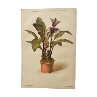 Antique botanical engraving from 1897 - Tacca Cristata - Plant plate