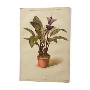 Antique botanical engraving from 1897 - Tacca Cristata - Plant plate