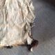 Goat skin
