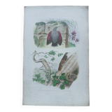 Poster - 19th century zoological engraving of birds - treecreeper