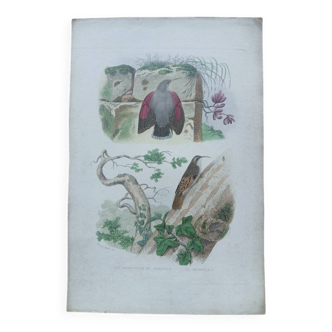 Poster - 19th century zoological engraving of birds - treecreeper