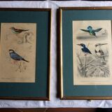 Bird engravings, bird illustration