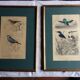 Bird engravings, bird illustration