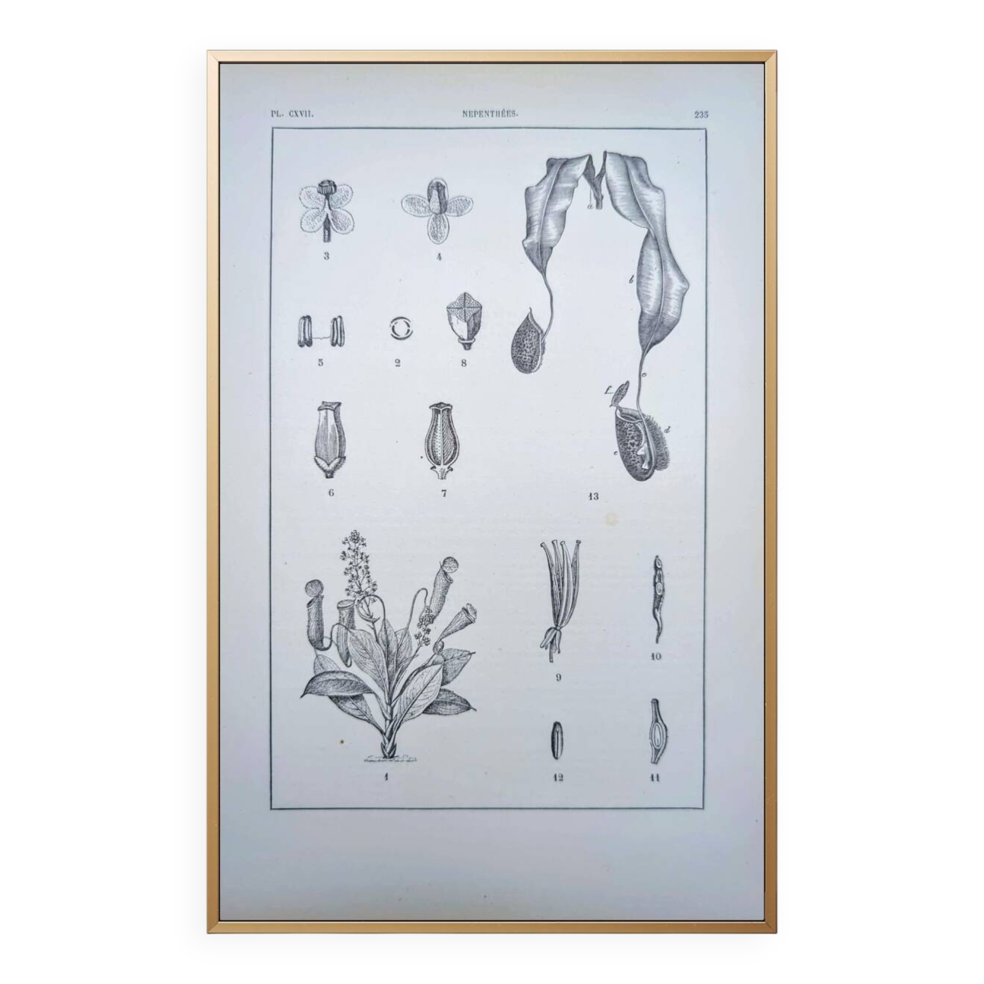 Printed in 1889, the Nepenthes (carnivorous plants).