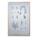 Printed in 1889, the Nepenthes (carnivorous plants).