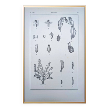 Printed in 1889, the Nepenthes (carnivorous plants).