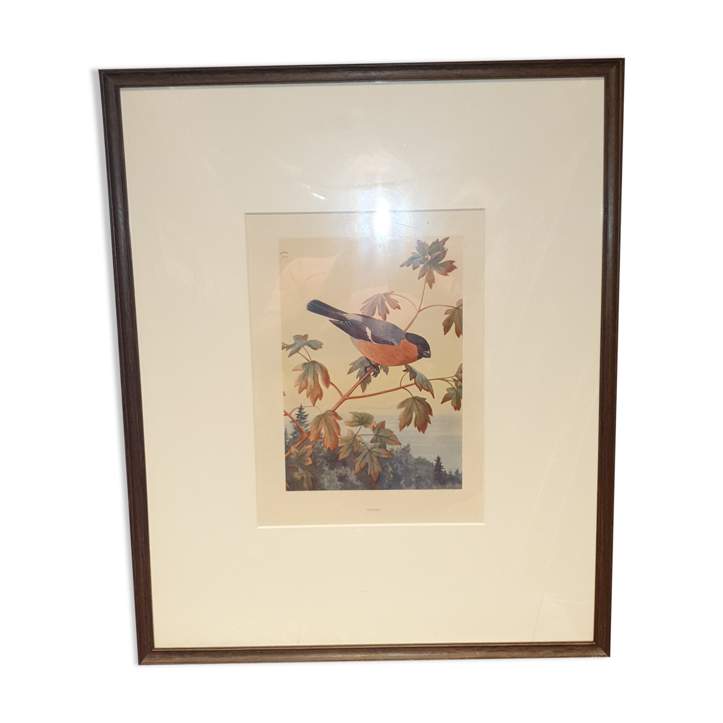 Ornithological engraving