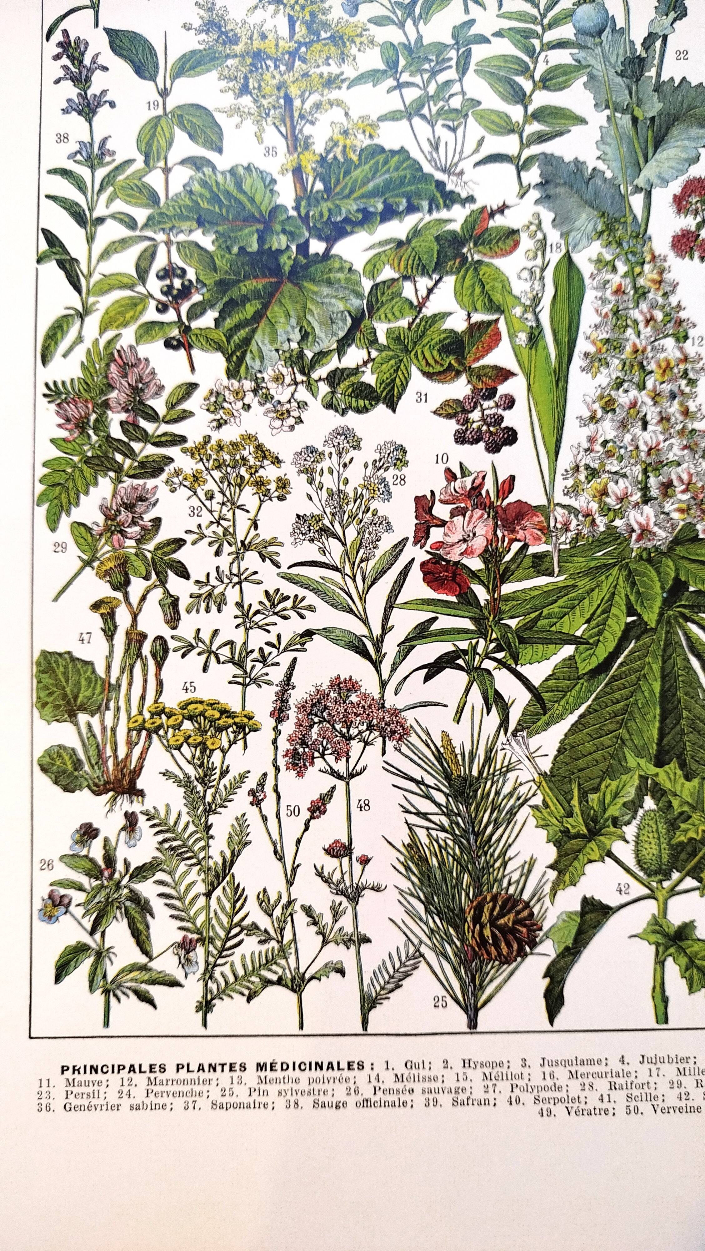 Affiche sur les plantes médicinales "gui", d'après une lithographie de 1928