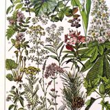Poster on medicinal plants "mistletoe", based on a 1928 lithograph