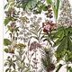 Poster on medicinal plants "mistletoe", based on a 1928 lithograph